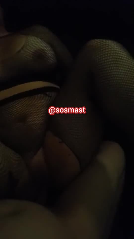 🎬 ساک زدن شمالی بدون سانسور 【 اینترنت نیم بها 】 سایت بکن تو